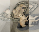 Small Photo #8 Shiba Inu Puppy For Sale in LAVEEN, AZ, USA