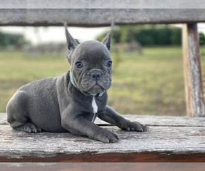French Bulldog Puppy for sale in BROOKLYN, NY, USA