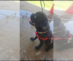 Small #1 Pug Mix