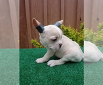 Small Photo #9 French Bulldog Puppy For Sale in ADAMS CITY, CO, USA