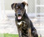 Small #1 Rottweiler-American Pit Bull Terrier