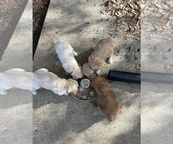 Medium Photo #2 Goldendoodle Puppy For Sale in ENTERPRISE, AL, USA