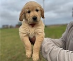 Puppy Red collar Golden Retriever