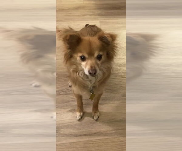 Medium Photo #11 Pomeranian-Unknown Mix Puppy For Sale in Sandy, UT, USA