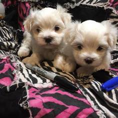 Maltese Puppy for sale in WINCHESTER, IN, USA