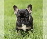 Small #3 French Bulldog