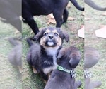 Small Photo #5 Mutt Puppy For Sale in Duluth, MN, USA