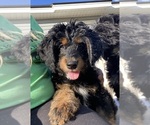 Puppy Puppy 3 Bernedoodle