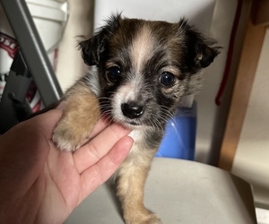 Papillon Puppy for sale in MONTEREY PARK, CA, USA