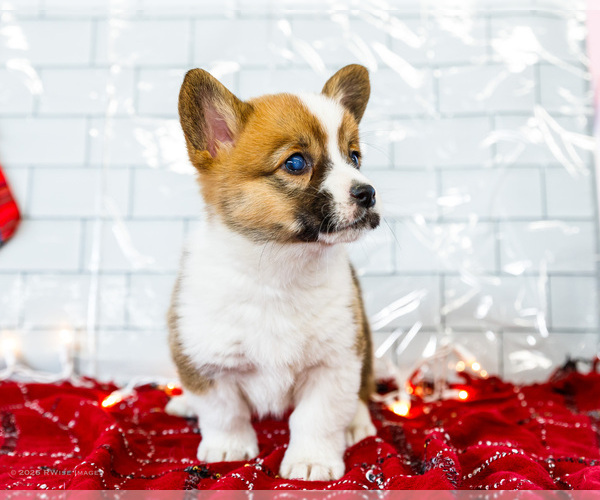Medium Photo #17 Cardigan Welsh Corgi Puppy For Sale in WAKARUSA, IN, USA