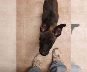 Mutt Dogs for adoption in Imlay City, MI, USA