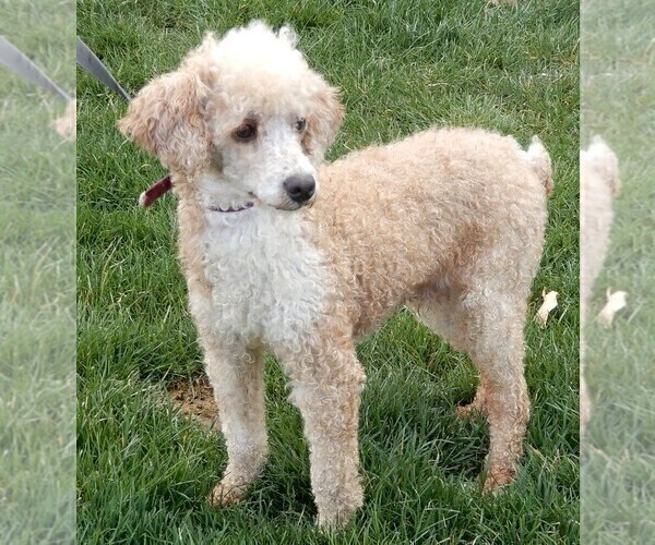 Medium Photo #1 Aussiedoodle Miniature  Puppy For Sale in MILLERSBURG, OH, USA