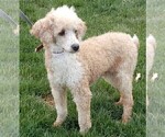 Small Photo #1 Aussiedoodle Miniature  Puppy For Sale in MILLERSBURG, OH, USA