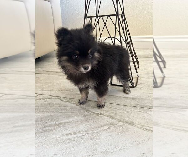 Medium Photo #12 Pomsky Puppy For Sale in PORTERVILLE, CA, USA