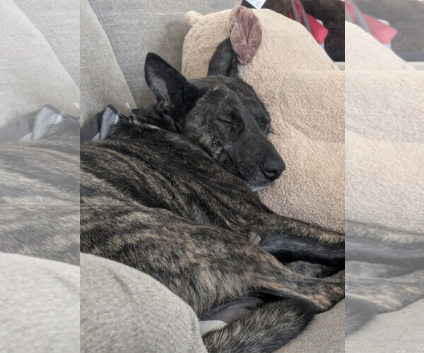 Medium Photo #17 Holland Shepherd-Unknown Mix Puppy For Sale in Sandy, UT, USA