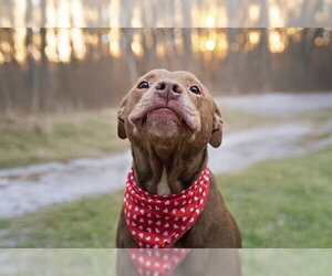 Labrador Retriever-Unknown Mix Dogs for adoption in Belleville, IL, USA
