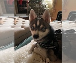 Small Photo #1 Alaskan Klee Kai Puppy For Sale in BELLINGHAM, WA, USA