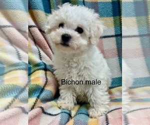 Bichon Frise Puppy for sale in SILEX, MO, USA