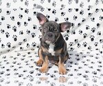 Small Photo #3 French Bulldog Puppy For Sale in LEXINGTON, MA, USA