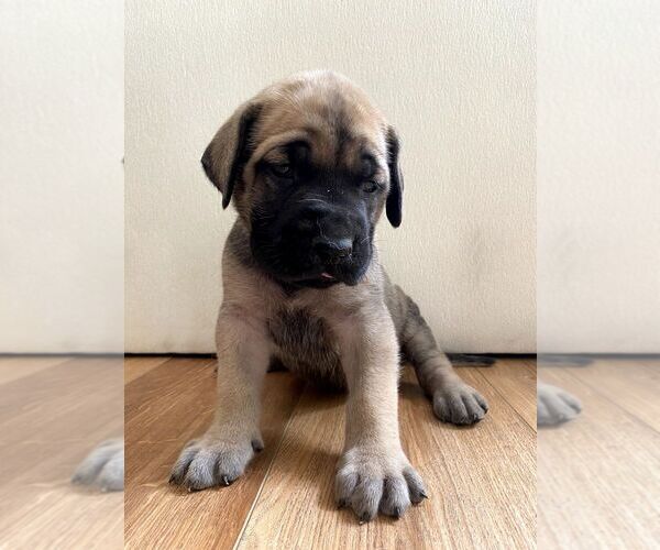 Medium Photo #22 Mastiff Puppy For Sale in CHESAPEAKE, VA, USA