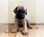Small #21 Mastiff