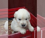 Small Photo #2 English Cream Golden Retriever Puppy For Sale in E PROVIDENCE, RI, USA