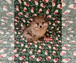 Small #2 Pomeranian