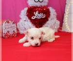 Small Photo #6 Maltese Puppy For Sale in CHANUTE, KS, USA
