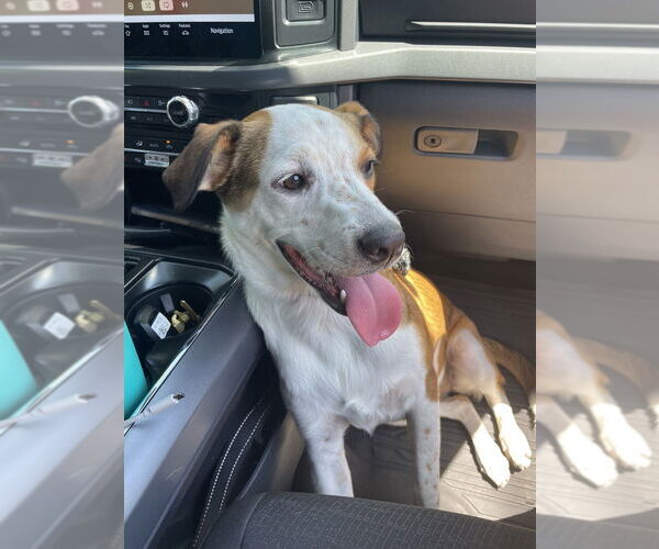 Medium Photo #21 Labrador Retriever-Unknown Mix Puppy For Sale in Brewster, NY, USA