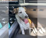 Small #20 Labrador Retriever Mix