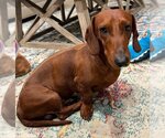 Small Photo #3 Dachshund Puppy For Sale in Los Angeles, CA, USA