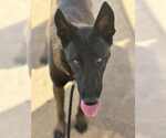 Small #1 German Shepherd Dog Mix