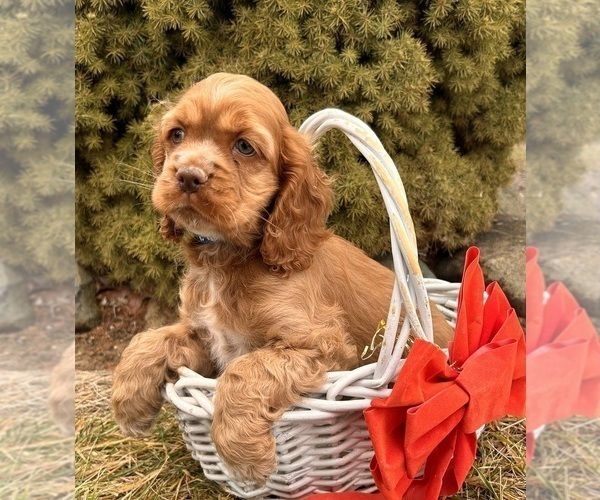 Medium Photo #3 Cocker Spaniel Puppy For Sale in MIDDLEBURY, IN, USA