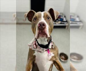 American Pit Bull Terrier-Unknown Mix Dogs for adoption in Fort Collins, CO, USA