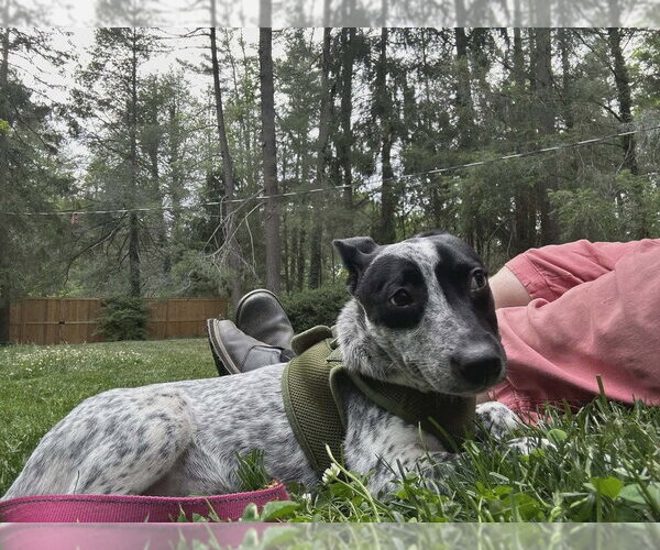Medium Photo #3 Mutt Puppy For Sale in Candler, NC, USA
