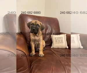 Cane Corso Puppy for Sale in DENTSVILLE, Maryland USA