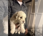Puppy 3 Shih-Poo