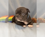 Puppy Licorice Faux Frenchbo Bulldog