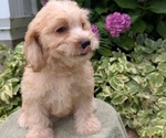 Small #2 Cavapoo