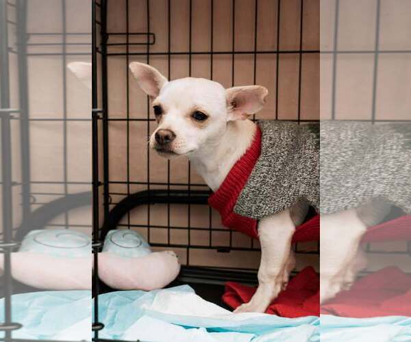 Medium Photo #1 Chihuahua-Unknown Mix Puppy For Sale in Visalia, CA, USA