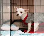 Benny - Male Chihuahua-Unknown Mix Dog for Adoption - Small photo