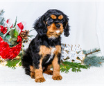 Puppy Tinsel Cavalier King Charles Spaniel