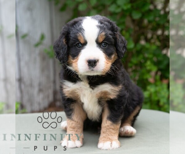 Medium Photo #6 Bernese Mountain Dog-Cavalier King Charles Spaniel Mix Puppy For Sale in RICHFIELD, PA, USA