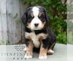 Small #5 Bernese Mountain Dog-Cavalier King Charles Spaniel Mix