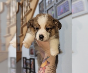 Pembroke Welsh Corgi Puppy for sale in VANCOUVER, WA, USA