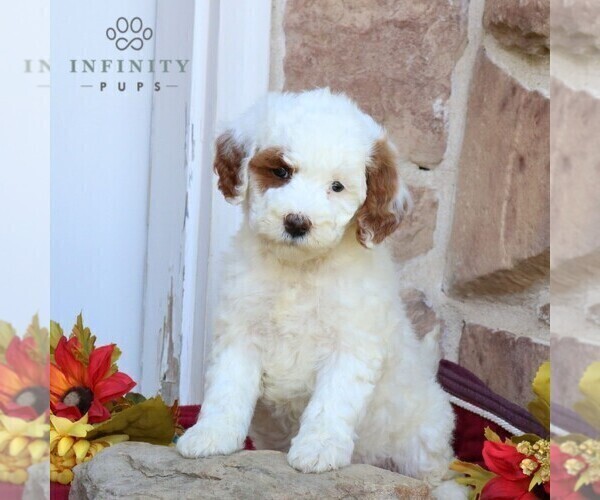 Medium Photo #4 Goldendoodle (Miniature) Puppy For Sale in GORDONVILLE, PA, USA