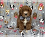 Small Photo #6 Cavapoo Puppy For Sale in LAKELAND, FL, USA