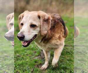 Beagle-Collie Mix Dogs for adoption in Cuba, NY, USA