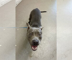 Mutt Dogs for adoption in San Bernardino, CA, USA
