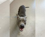 Small Mutt
